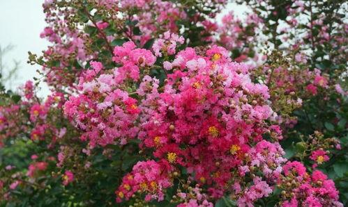 日韩紫薇镇动棒视频,神秘视频背后的真实功效与争议